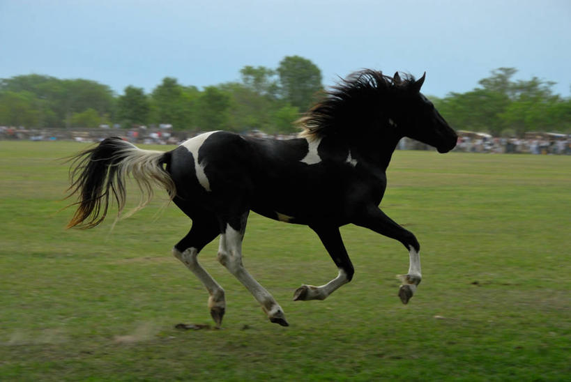 无人,跑,横图,室外,白天,自由,马,草,树,天空,动物,家畜,摄影,食草动物,偶蹄目,万里无云,布宜诺斯艾利斯,彩图