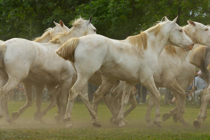 无人,跑,横图,室外,白天,自由,马,草,树,家畜,摄影,食草动物,灰尘,偶蹄目,布宜诺斯艾利斯,彩图