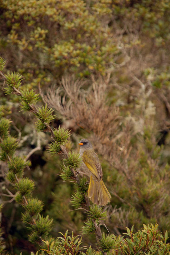 无人,竖图,室外,白天,鸟类,树,摄影,栖息,灌木,里约热内卢州,嫩枝,彩图