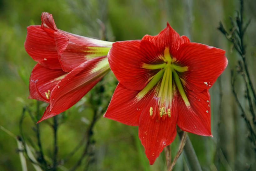 无人,横图,室外,白天,红色,自然,摄影,生长,里约热内卢州,彩图