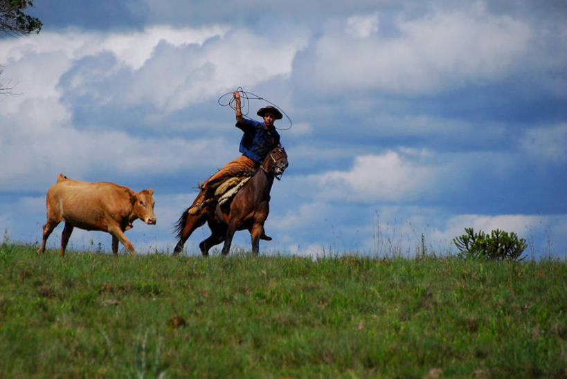成年人,一个人,农民,牛仔,横图,室外,白天,山,马,帽子,仅一个男性,骑马,云,草,动物,两只,摄影,牲畜,套索,圣卡塔琳娜,技能,巴西文化,彩图,家牛