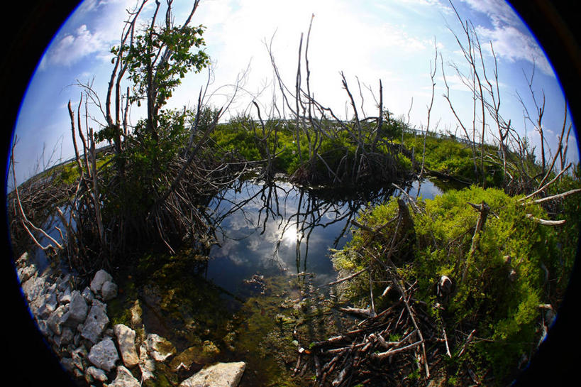 无人,横图,室外,白天,鱼眼镜头,植物,日光,墨西哥,反射,圆形,自然,摄影,灌木,北美,北美洲,美洲,坎昆,北亚美利加洲,亚美利加洲,墨西哥合众国,仙人掌王国,科苏梅尔岛,潟湖,彩图,晕影