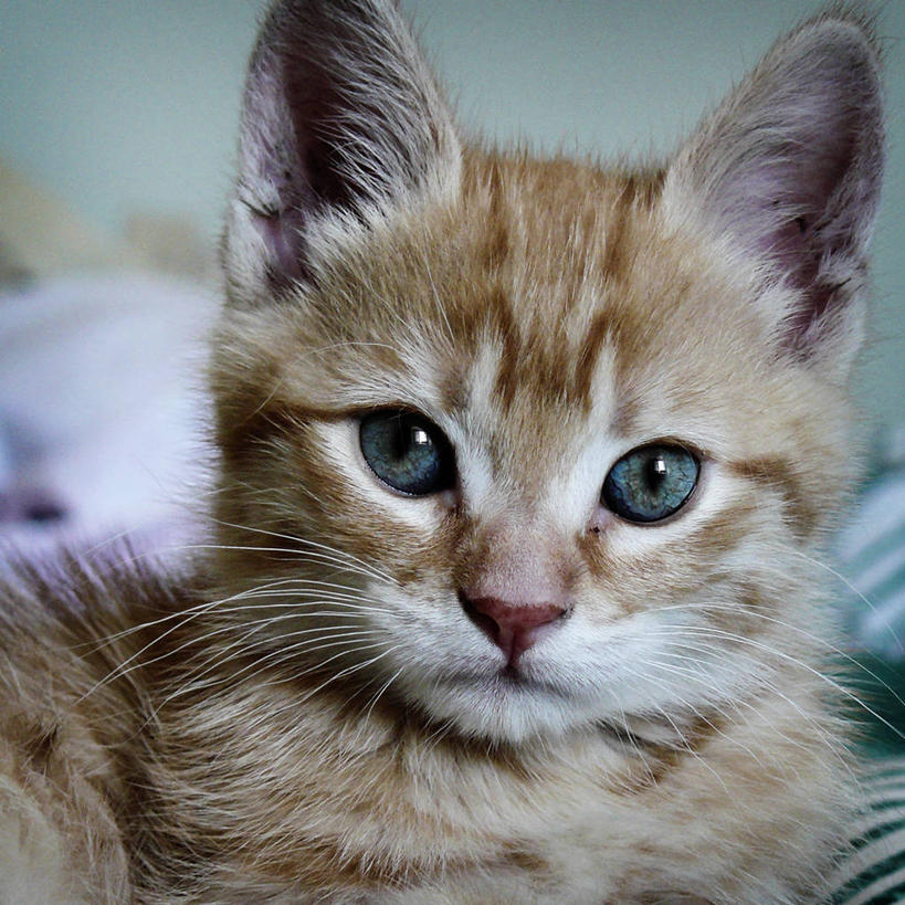 无人,方图,室内,特写,纯洁,宠物,猫,阿根廷,小猫,动物,可爱,童年,童趣,摄影,童真,烂漫,无邪,天真,彩图