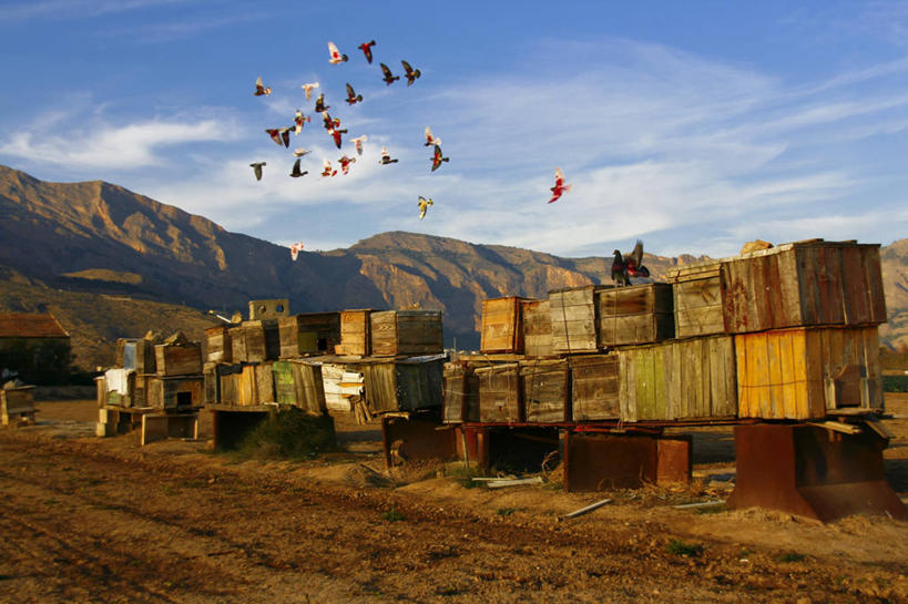 无人,横图,室外,白天,自由,山脉,鸽子,野生动物,西班牙,一群,许多,木制,鸟类,云,很多,飞,盒子,天空,摄影,多样,阿利坎特,彩图,动物收容所