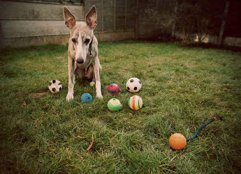 无人,横图,室外,白天,宠物,狗,英国,球,草,家畜,放松,摄影,逼迫,强迫,小灵狗,悲哀,彩图,强制,胁迫,好奇心