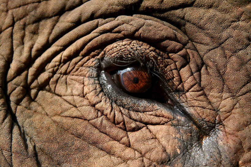 皱纹,无人,横图,室外,特写,白天,野生动物,泰国,首都,摄影,部分,肖像,亚洲象,彩图,感知