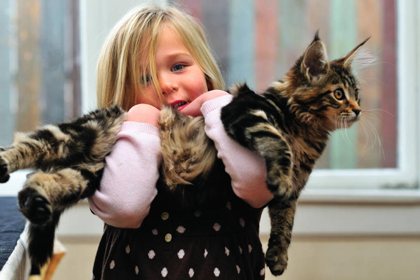 西方人,儿童,头发,一个人,站,横图,室外,白天,正面,纯洁,猫,欧洲,美国,欧洲人,仅一个女性,仅一个人,拿着,休闲装,小孩,仅一个小孩,金色,可爱,童年,童趣,摄影,北美,北美洲,加利福尼亚,肖像,美洲,童真,烂漫,无邪,加州,缅因库恩猫,洛杉矶,加利福尼亚州,金州,黄金州,北亚美利加洲,亚美利加洲,天使之城,天真,女孩,女人,女性,白种人,孩子,半身,彩图,县治,洛杉矶县,美利坚合众国,洛城,女生