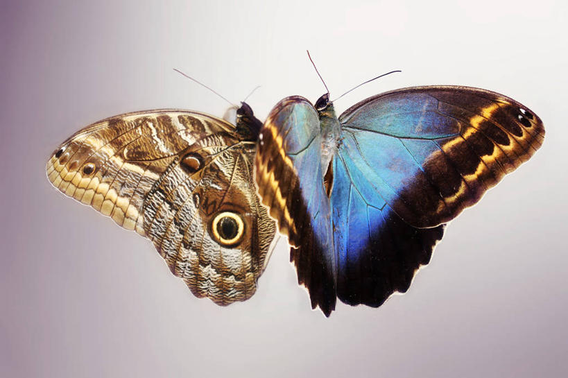 无人,横图,特写,美景,野生动物,蝴蝶,巴西,景观,自然,动物,两只,景色,南美,摄影,南美洲,脆弱,拉丁美洲,自然风光,美洲,巴西联邦共和国,亚美利加洲,南亚美利加洲,巴拉那,巴拉那州,彩图,影棚拍摄,舞蹈