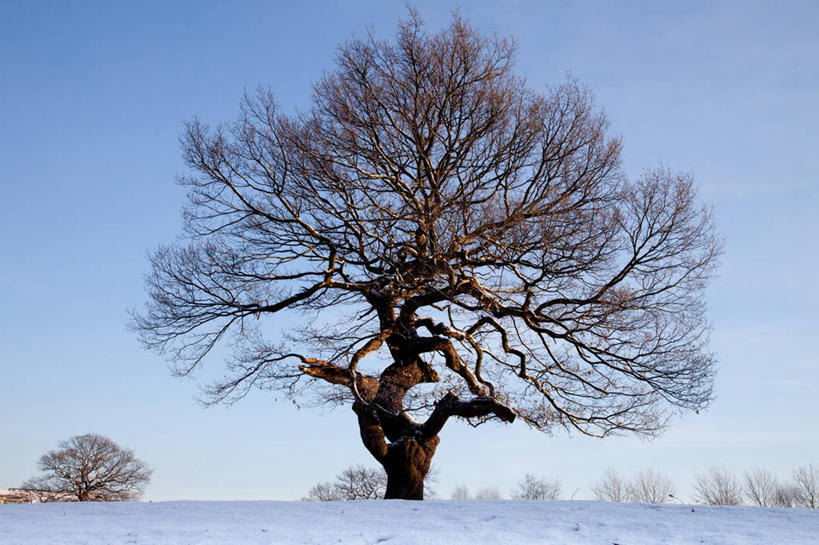 无人,横图,室外,白天,雪,英国,冬天,自然,寒冷,摄影,宁静,橡树,万里无云,柴郡,彩图,斯托克波特