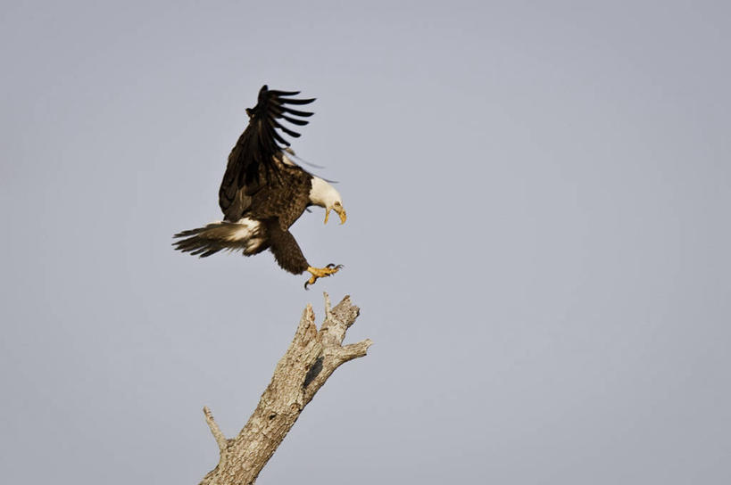 老年人,无人,横图,室外,白天,仰视,野生动物,鹰,美国,鸟类,枝,飞,摄影,拍打,北美,北美洲,美洲,白头鹰,佛罗里达,佛罗里达州,佛州,阳光州,万里无云,北亚美利加洲,亚美利加洲,脱发,鹰爪,彩图,低角度拍摄,美利坚合众国