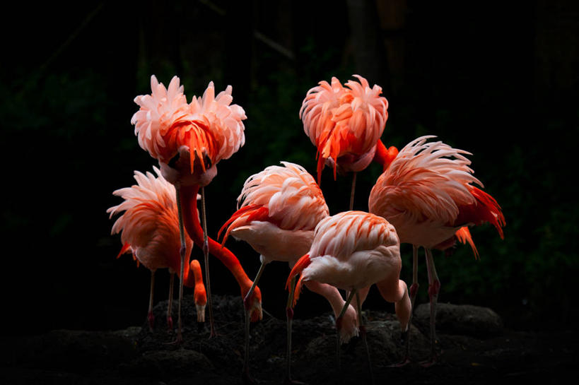 无人,站,横图,室外,夜晚,野生动物,英国,发光,火烈鸟,鸟类,摄影,彩图