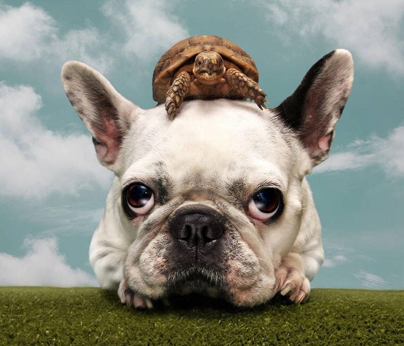 无人,横图,室外,特写,白天,友谊,龟,西班牙,小的,云,草,动物,两只,家畜,摄影,幽默,卡斯特利翁省,彩图,法国斗牛犬