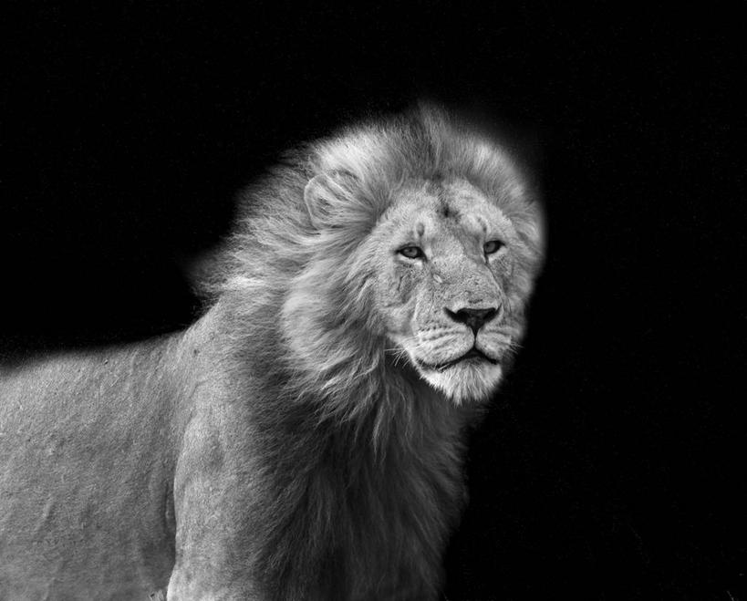 无人,站,横图,黑白,室外,狮子,肯尼亚,黑色背景,摄影,马赛马拉国家保护区