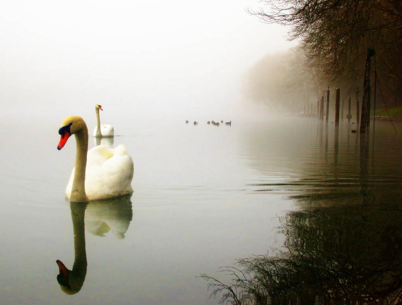 游泳,无人,横图,室外,雾,野生动物,天鹅,瑞士,漂浮,反射,鸭子,黎明,树,动物,两只,摄影,宁静,水禽,早晨,莱茵河,沙夫豪森