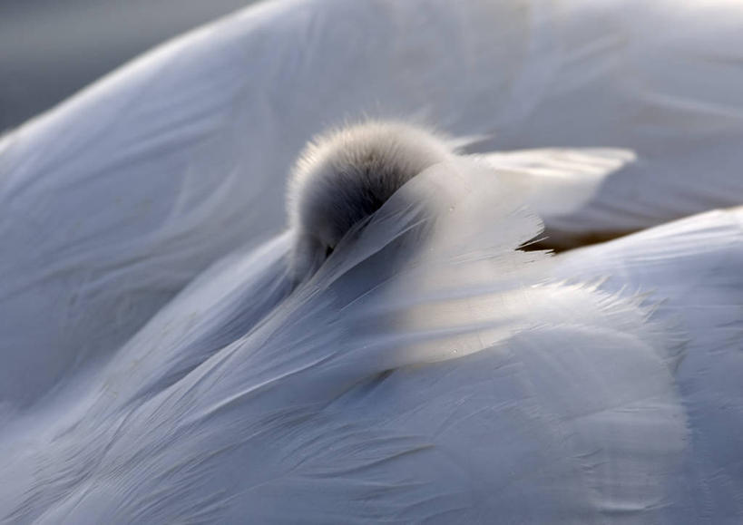 无人,横图,室外,特写,白天,野生动物,天鹅,羽毛,英国,欧洲,伦敦,首都,小鸟,动物,两只,摄影,保护,西欧,北欧,大不列颠,大不列颠及北爱尔兰联合王国,大不列颠及爱尔兰联合王国,柔和,雾都,爱,大不列颠王国,大英帝国,联合王国,日不落帝国,小天鹅