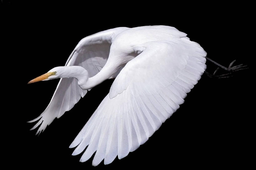 无人,横图,室内,特写,侧面,白鹭,野生动物,美国,黑色背景,飞,黑色,自然,动物,看,摄影,环境,大白鹭,影棚拍摄