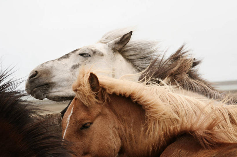 无人,横图,室外,特写,白天,风,马,野生动物,三只,家畜,摄影,食草动物,冰岛马