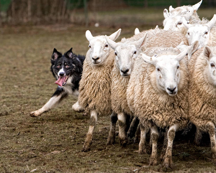 无人,横图,室外,白天,美国,放牧,羊群,伸舌头,家畜,摄影,牲畜,牧羊犬,指导,控制,北美,北美洲,美洲,华盛顿州,北亚美利加洲,亚美利加洲,绵羊,美利坚合众国,纯种犬