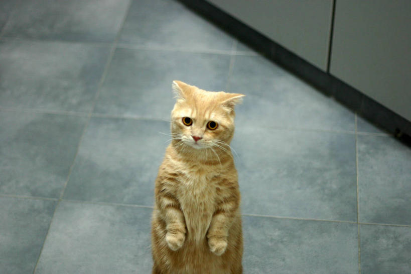 无人,站,横图,俯视,室内,地板,宠物,猫,新加坡,地面,动物,家畜,摄影,猫科动物,乞讨,忠诚,高角度拍摄,服从