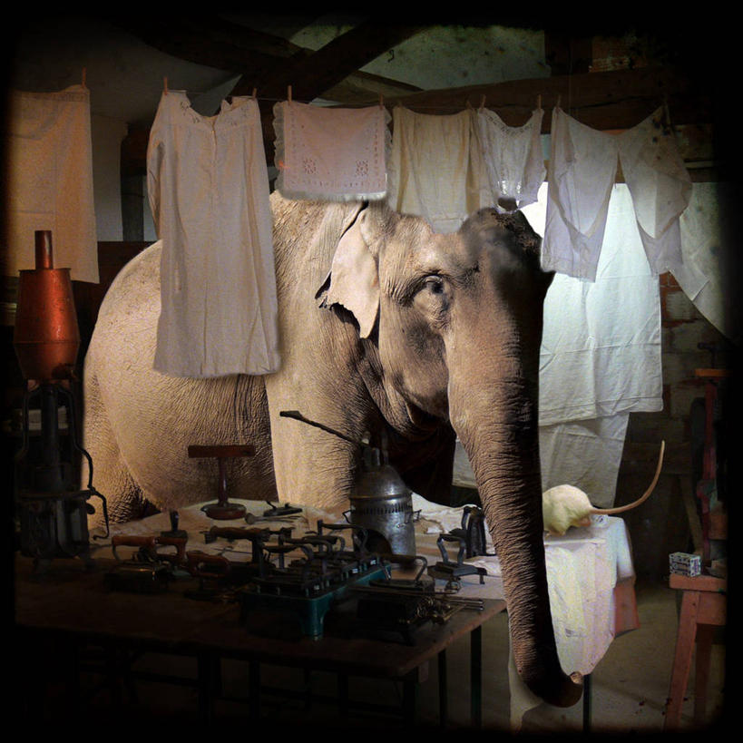 无人,方图,室内,野生动物,法国,吊挂,悬挂,挂,洗衣服,动物,晾衣服,摄影,近景,用具,中欧,象,家务劳动