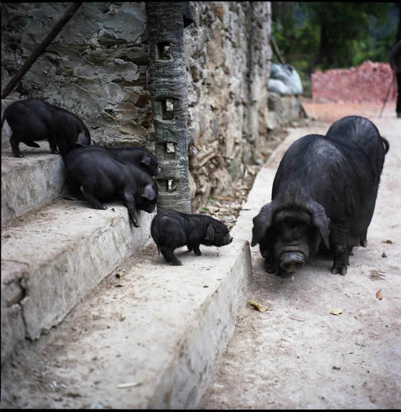 无人,竖图,室外,白天,猪,中国,小猪,台阶,家畜,摄影,食草动物,五只,东亚,偶蹄目,云南省