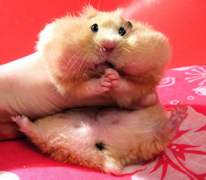 一个人,横图,室内,特写,宠物,波兰,仓鼠,首都,拿着,动物,看,伸舌头,手指,家畜,人体,摄影,部分,华沙,马佐夫舍,金黄地鼠