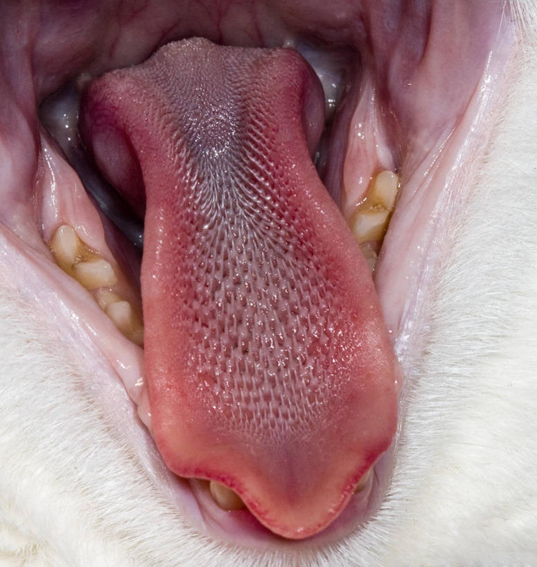 无人,竖图,特写,微距,懒惰,宠物,猫,欧洲,冰岛,动物,打哈欠,张嘴,家畜,摄影,北欧,猫科动物,张大嘴巴,冰岛共和国,张开嘴