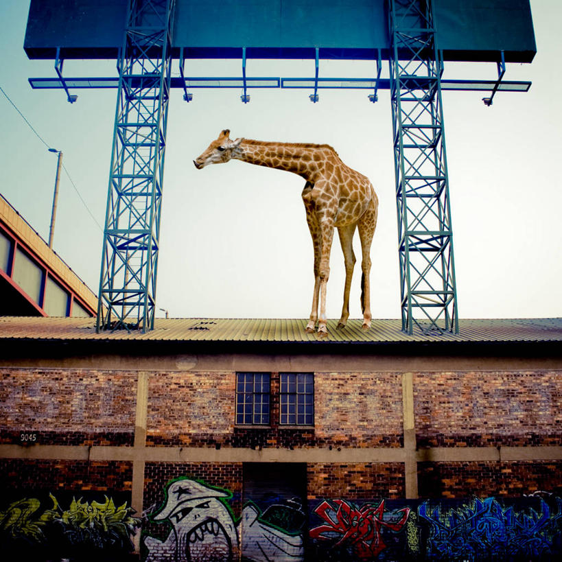 西方人,无人,站,方图,室外,白天,数码,科技,城市,长颈鹿,野生动物,欧洲,非洲,南非,黑人,欧洲人,阴影,网络,屋顶,高光,几何,计算机图形,合成,天空,动物,工业,摄影,幽默,电脑合成图,数码合成图,合成图,工业建筑,万里无云,德兰士瓦省,豪登省,约翰内斯堡,非洲人,涂鸦