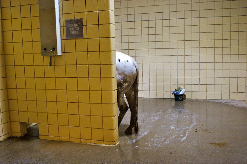 无人,横图,室内,白天,马,美国,准备,尾巴,瓷砖,墙,马厩,摄影,部分,北美,北美洲,德克萨斯州,美洲,德克萨斯,得州,德州,得克萨斯州,孤星之州,首府,北亚美利加洲,亚美利加洲,沃思堡,洗涤,彩图,塔兰特县,美利坚合众国