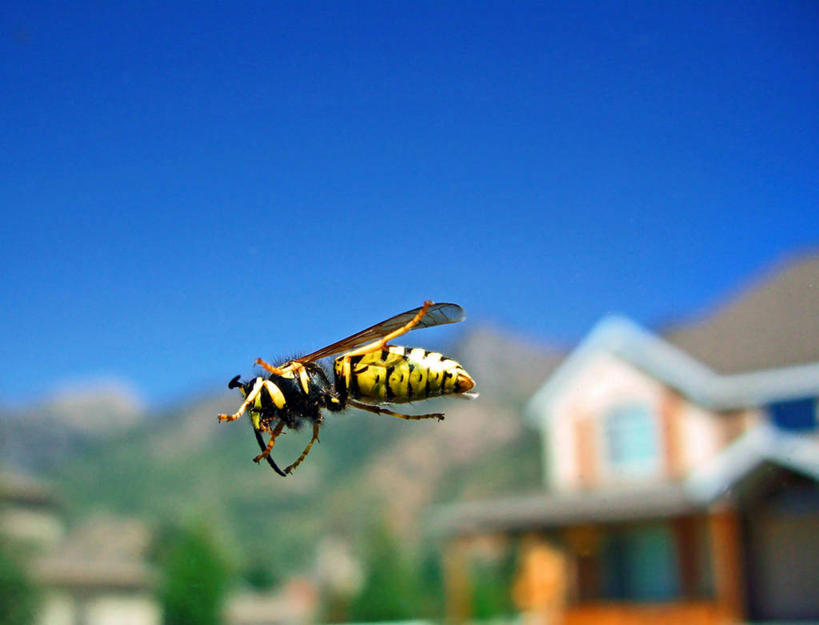 无人,坐,横图,室外,特写,白天,留白,野生动物,美国,透明,郊区,摄影,黄蜂,彩图