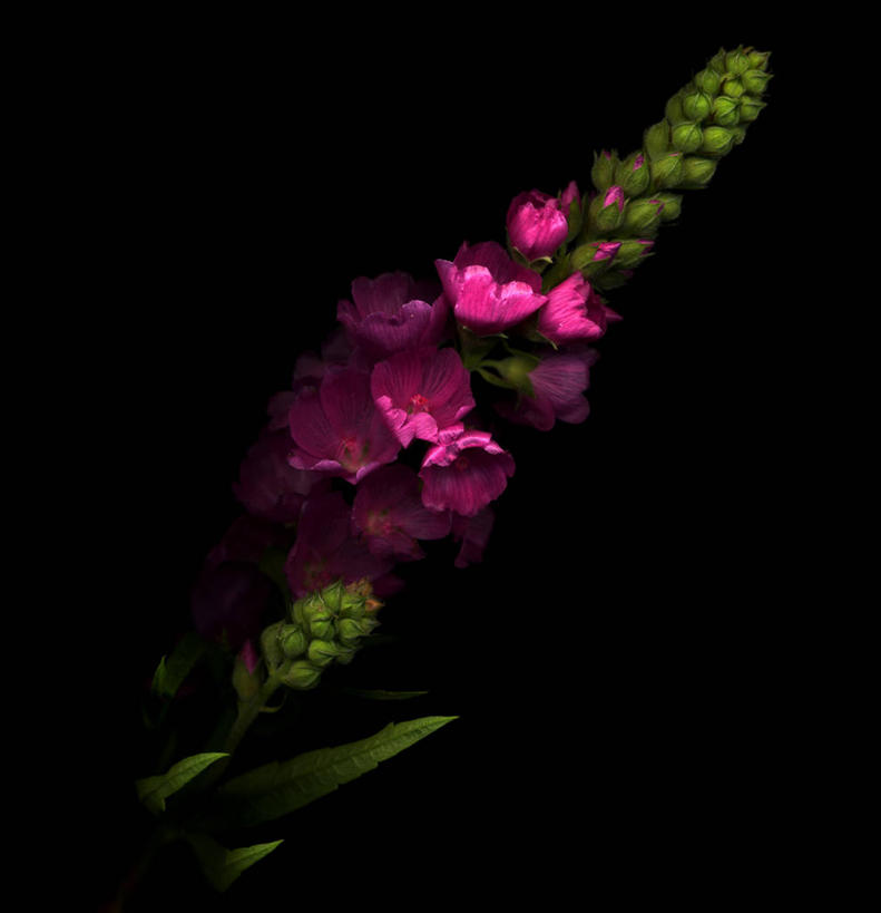 无人,方图,室内,美景,英国,黑色背景,景观,粉色,黑色,自然,景色,摄影,脆弱,自然风光,北欧,利兹市,彩图,影棚拍摄