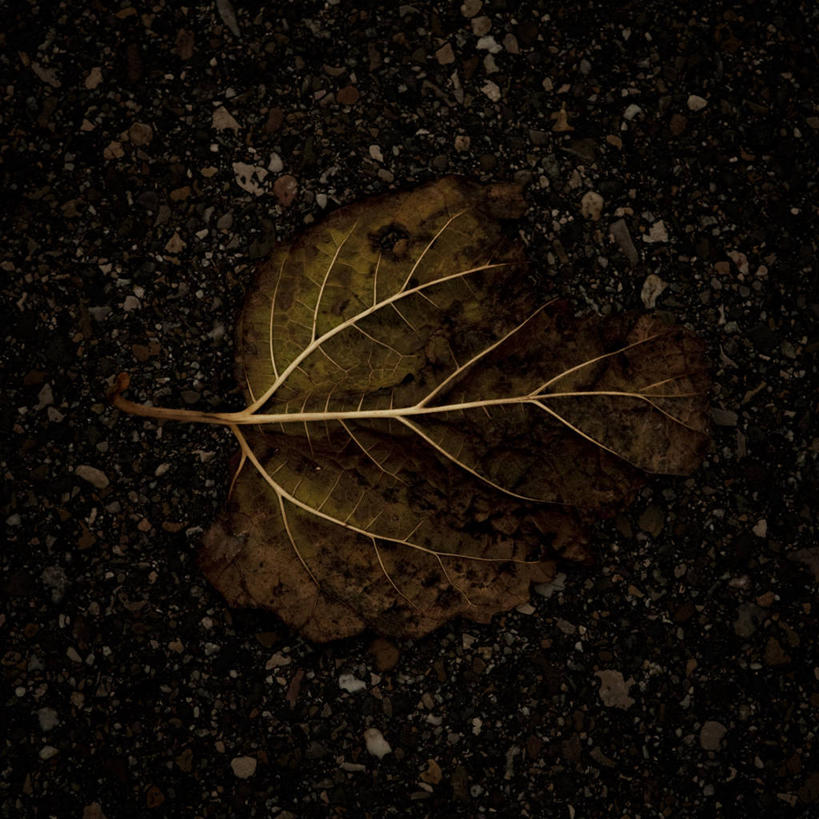 无人,方图,俯视,室外,白天,叶子,西班牙,巴塞罗那,时间,沙子,摄影,腐烂,改变,叶脉,彩图,高角度拍摄