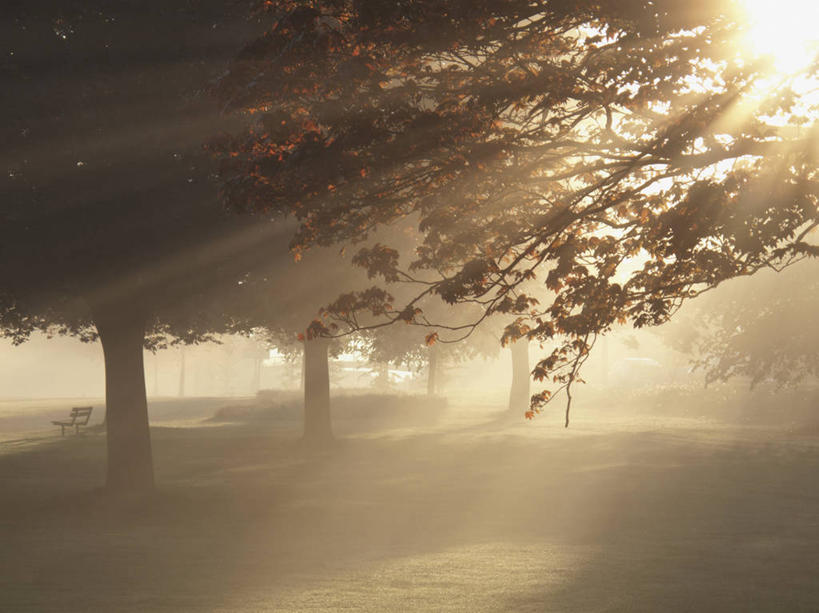 无人,公园,果园,横图,室外,白天,留白,镜头眩光,雾,日光,数码合成,树,自然,摄影,宁静,早晨,彩图