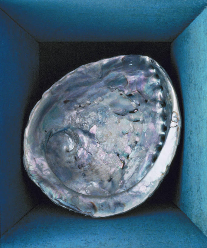 无人,竖图,特写,蓝色背景,一个,自然,摄影,单个,彩图,影棚拍摄