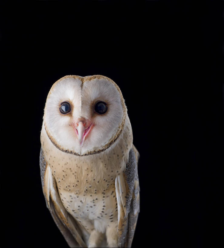 无人,竖图,特写,留白,正面,猫头鹰,野生动物,黑色背景,宏伟,动物,摄影,影棚,惊奇,摄影棚,肖像,谷仓枭,彩图,影棚拍摄,拍摄