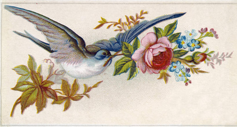 无人,横图,插画,数码,科技,玫瑰,叶子,阴影,网络,鸟类,高光,几何,计算机图形,古典,合成,图画,拿着,飞,画,花,怀旧,电脑合成图,数码合成图,合成图,记忆,漫画,写实,具体,具象,美术工艺,蓝知更鸟,彩图,影棚拍摄