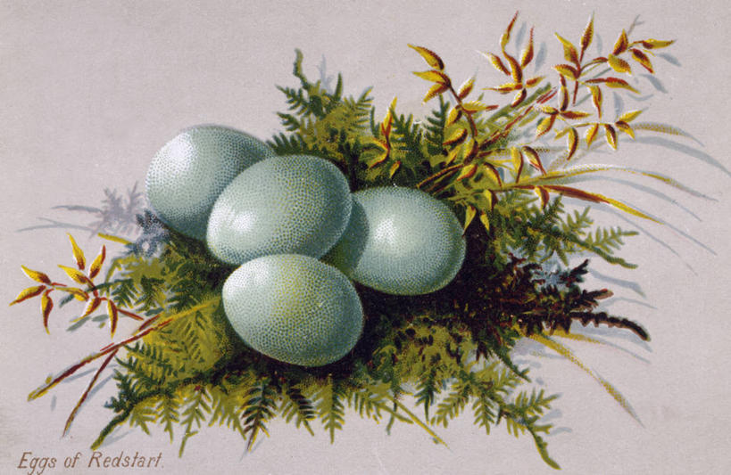 无人,横图,插画,数码,科技,叶子,复活节,阴影,网络,鸟巢,贺卡,高光,几何,计算机图形,古典,合成,图画,画,四个,英文字母,怀旧,电脑合成图,数码合成图,合成图,记忆,漫画,复活节彩蛋,写实,具体,具象,开端,美术工艺,彩图,影棚拍摄,传统文化