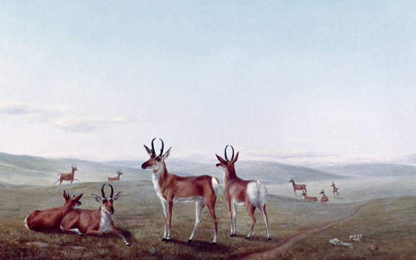 无人,站,躺,横图,插画,室外,白天,旅游,度假,绘画,数码,科技,草地,美景,野生动物,油画,阴影,艺术,网络,地平线,地形,景观,辽阔,地面,高光,几何,计算机图形,古典,合成,图画,文化,娱乐,画,自然,工艺品,品味,享受,休闲,广阔,景色,放松,宁静,一望无际,美术,电脑合成图,数码合成图,高雅,合成图,自然风光,延伸,漫画,天地相交,写实,具体,具象,美学,叉角羚,无边无际,一马平川,美术工艺,彩图