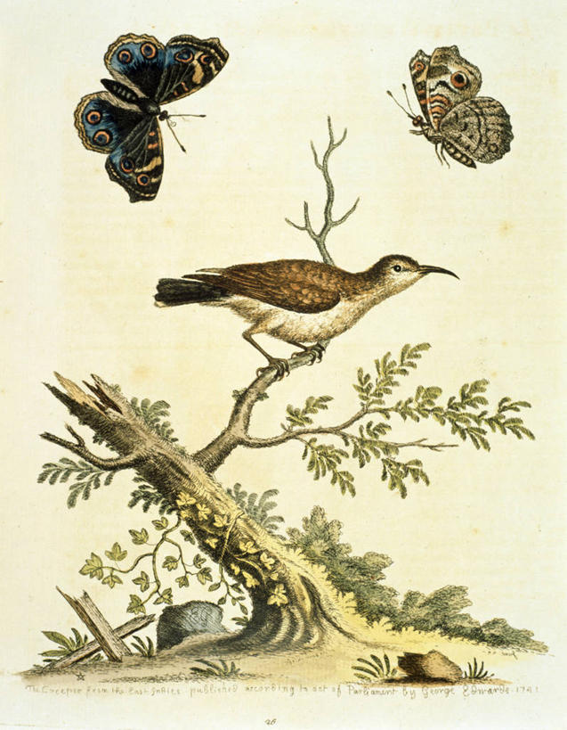 无人,竖图,插画,室外,白天,数码,科技,植物,蝴蝶,三只,阴影,网络,鸟类,夜莺,树桩,枝,半空,高光,几何,计算机图形,合成,图画,飞,画,栖息,电脑合成图,数码合成图,合成图,漫画,18世纪,写实,具体,具象,彩图