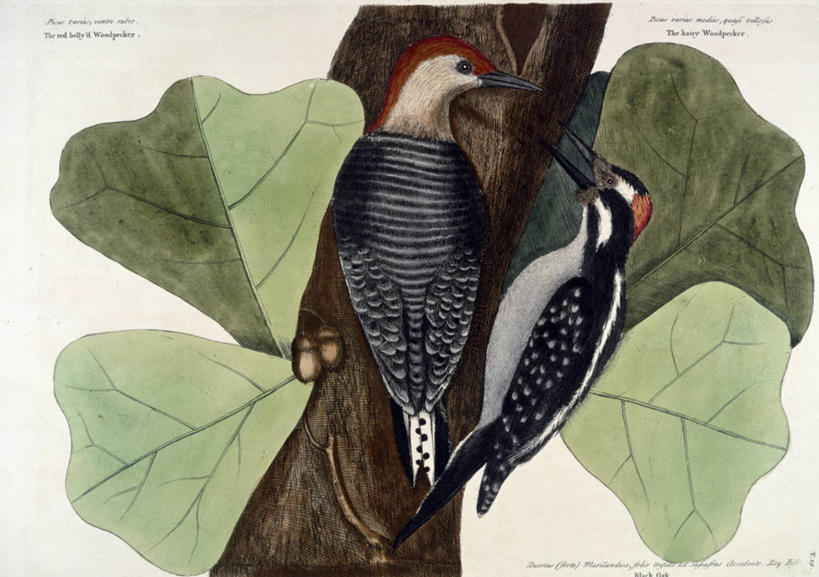 无人,横图,插画,室外,白天,白色背景,数码,科技,鸟,啄木鸟,三只,阴影,网络,鸟类,高光,几何,计算机图形,合成,图画,画,动物,离开,电脑合成图,数码合成图,合成图,漫画,红腹啄木鸟,写实,具体,具象,美术工艺,森林医生,彩图,益鸟