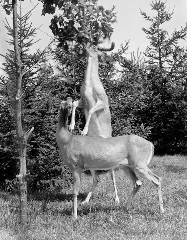 无人,站,吃,竖图,黑白,室外,白天,合作,团队,树林,鹿,野生动物,叶子,高处,枝,树,自然,动物,靠,靠着,两只,伸手,摄影,协助,支撑,合伙,喂养