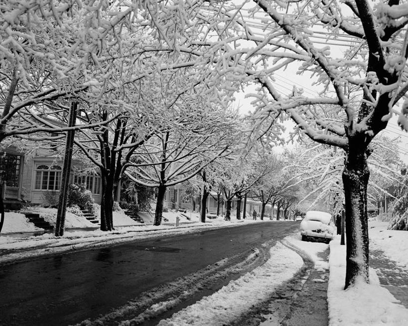 无人,横图,黑白,室外,白天,雪,城市,街道,冬天,城镇,树,寒冷,摄影,林荫大道