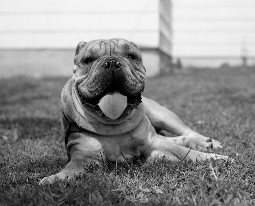 无人,横图,黑白,室外,白天,正面,满意,宠物,狗,古典,草,伸舌头,家畜,放松,摄影,侧卧,肖像