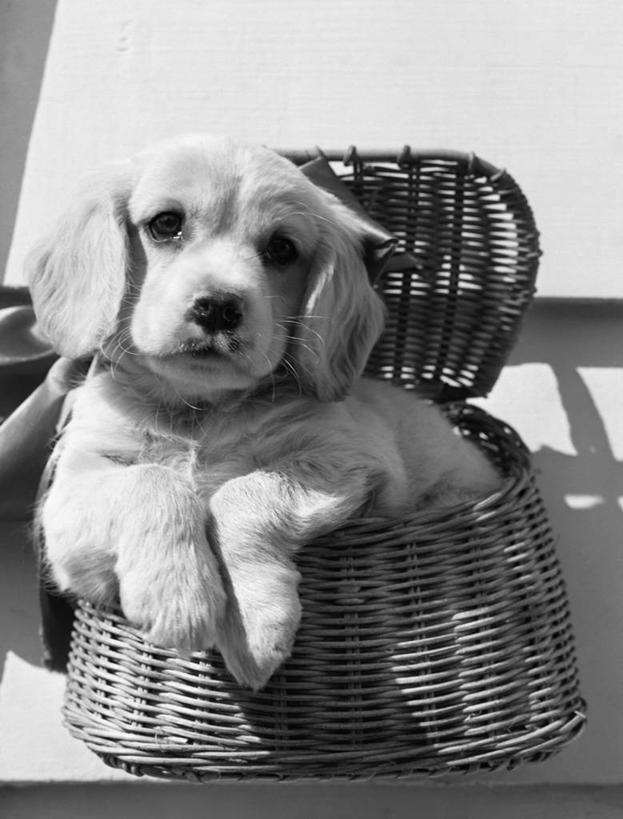 无人,竖图,黑白,室外,白天,正面,纯洁,宠物,狗,篮子,小狗,古典,动物,家畜,可爱,童年,童趣,摄影,简单,柳条,童真,烂漫,无邪,天真