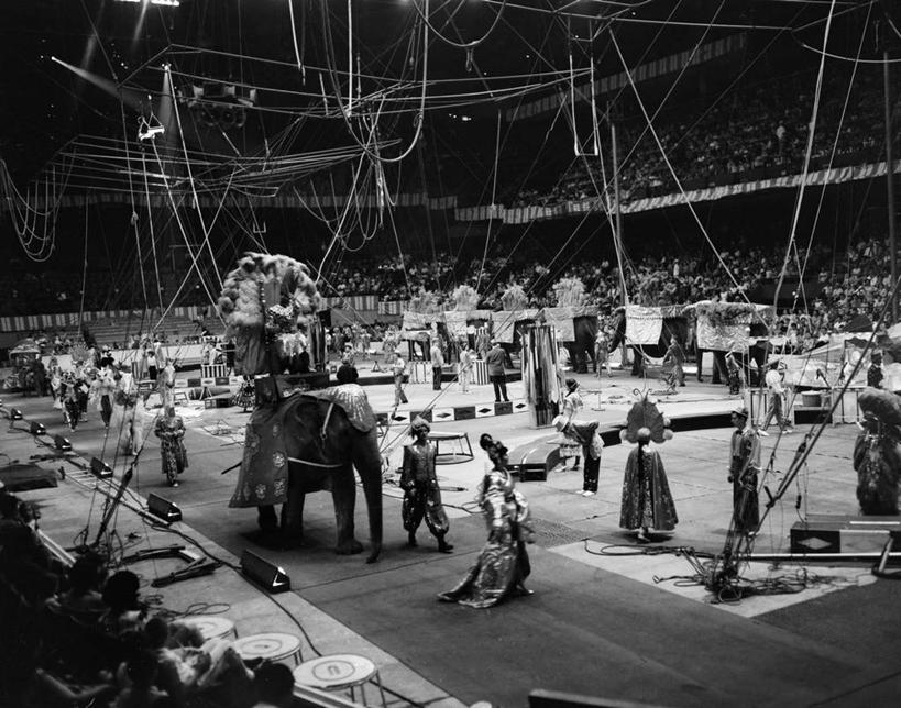 演员,舞台,马戏团,横图,黑白,室内,表演,许多人,古典,表演者,扮演,杂技,一群人,摄影,演出,驯兽师,象,杂伎