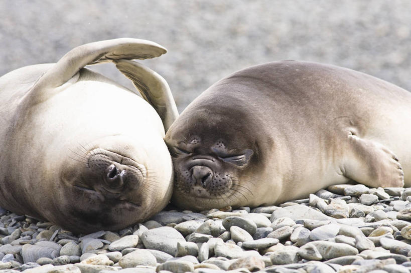 游泳,无人,躺,横图,室外,特写,白天,哺乳动物,海豹,野生动物,海象,自然,动物,两只,休息,鹅卵石,放松,可爱,摄影,活泼,脚蹼,南极洲,南乔治亚岛,次南极区群岛,海滩,闭着眼睛,睡觉,彩图,动物学