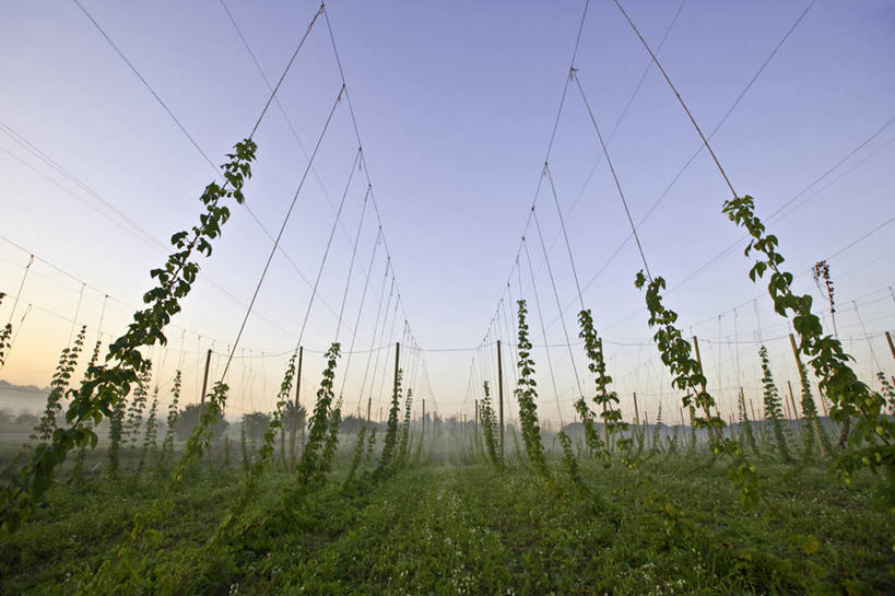 无人,农场,横图,室外,白天,农业,农作物,美景,植物,美国,一排,整齐,地形,景观,田地,排列,风景,自然,景色,摄影,生长,宁静,金属丝,北美,北美洲,队列,自然风光,美洲,种植园,万里无云,北亚美利加洲,亚美利加洲,密歇根,密歇根州,貂熊州,狼獾之州,狼獾州,蛇麻草,彩图,美利坚合众国