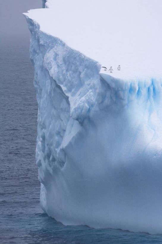 无人,竖图,室外,白天,冰山,海洋,美景,水,雪,全球变暖,企鹅,野生动物,三只,漂浮,鸟类,冰,景观,冬天,风景,自然,动物,景色,寒冷,季节,可爱,摄影,活泼,气象,气候,自然风光,帽带企鹅,南极洲,胡须企鹅,颊带企鹅,彩图,动物学,南冰洋