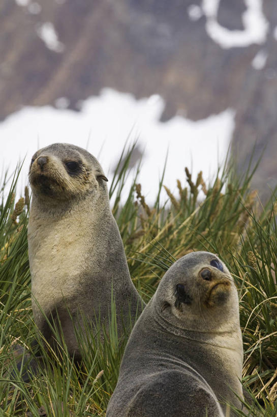 游泳,无人,竖图,室外,特写,白天,南极,雪,哺乳动物,海豹,野生动物,海湾,草,自然,动物,两只,寒冷,可爱,摄影,活泼,南极洲,海狗,南极大陆,南乔治亚岛,福克兰群岛,腽肭兽,南极地区,南极区,南极圈,海熊,次南极区群岛,第七大陆,彩图,安塔克提加州,动物学