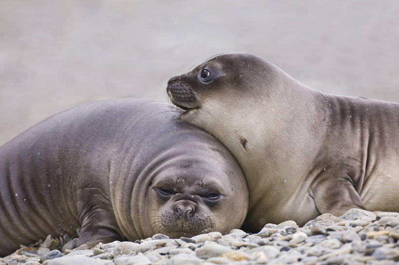游泳,无人,躺,横图,室外,特写,白天,哺乳动物,海豹,野生动物,海象,自然,动物,两只,休息,鹅卵石,放松,可爱,摄影,活泼,南极洲,南乔治亚岛,次南极区群岛,海滩,彩图,对焦,动物行为,动物学